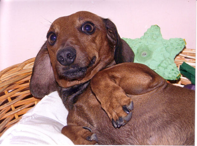 Una sonrisa canina 