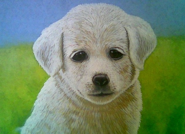 perrito