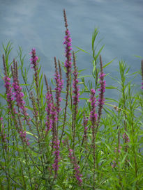 Florecillas