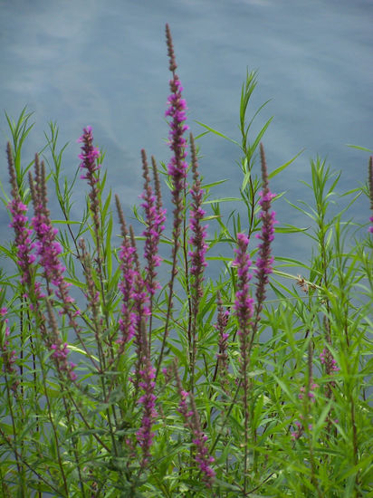 Florecillas 