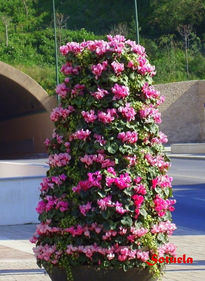 Málaga flores de...