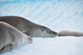 SUEÑO POLAR