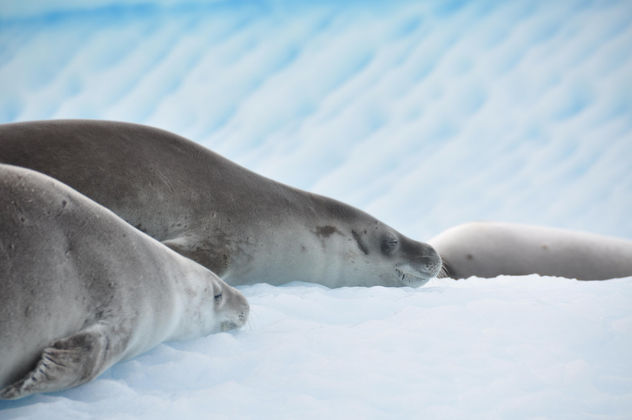 SUEÑO POLAR