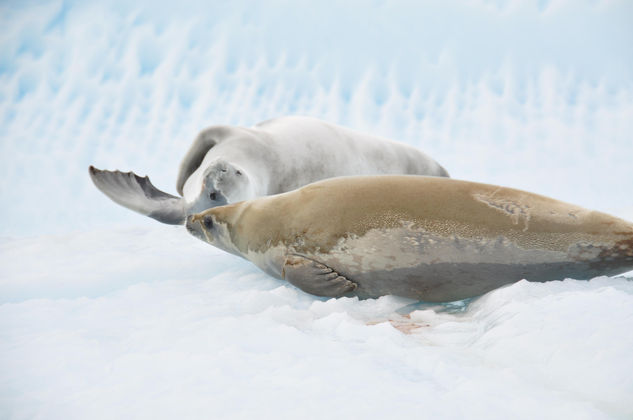 SALUDO ANTARTICO 