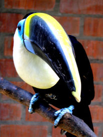 Tucan