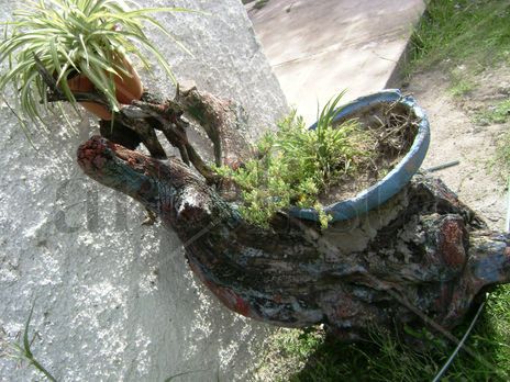 Contenidos