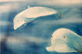 Delfines