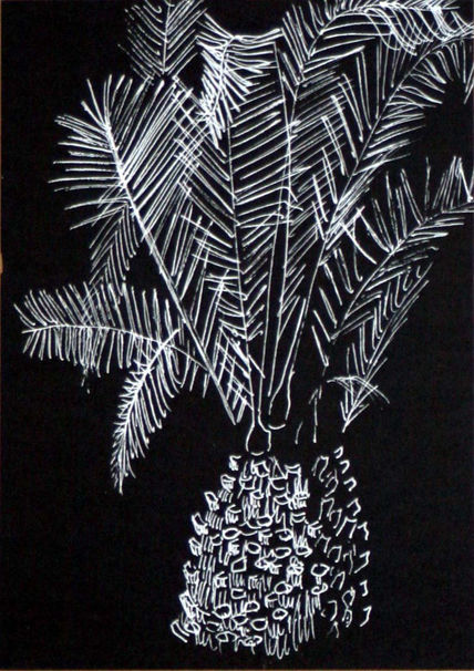 Palmera
