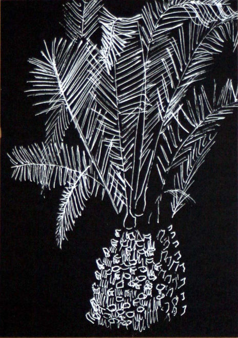Palmera
