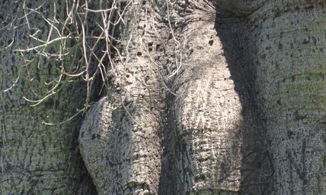 NATURALEZA