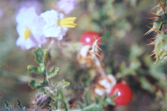 TOMATITOS SILVESTRES Nature Color (Manual)