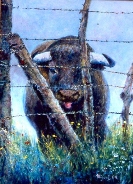 Toro bravo en el campo