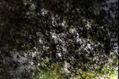 OLIVO