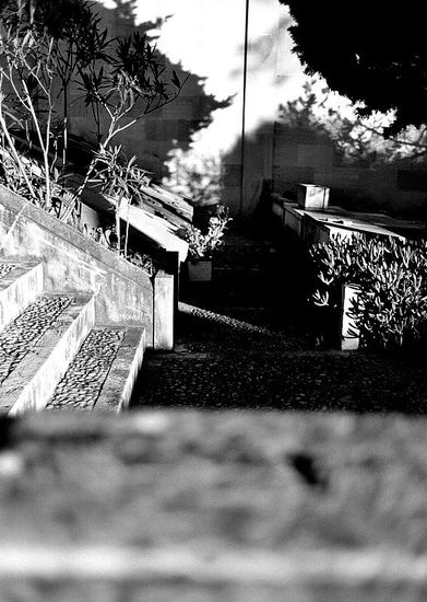 CEMENTERIO Nature Black and White (Digital)