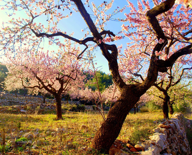 PASEO Naturaleza Color (Digital)