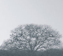 Arbol en Invierno