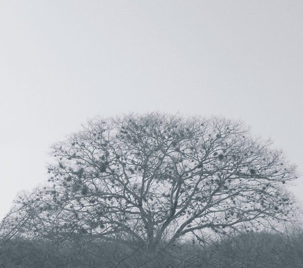 Arbol en Invierno Nature Black and White (Digital)