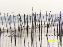 Palos con pajaros