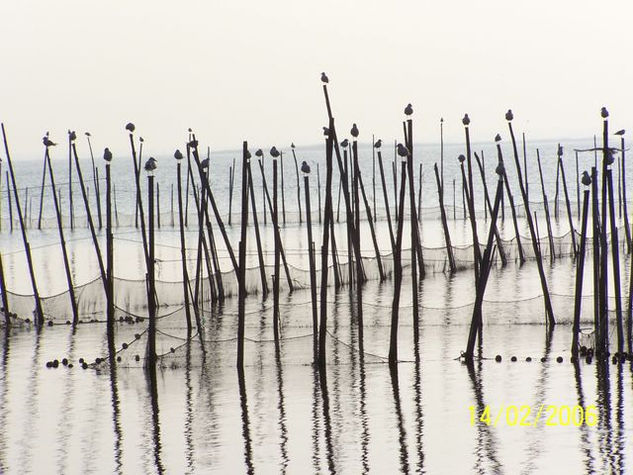 palos con pajaros 