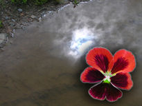 Reflejo de petalos