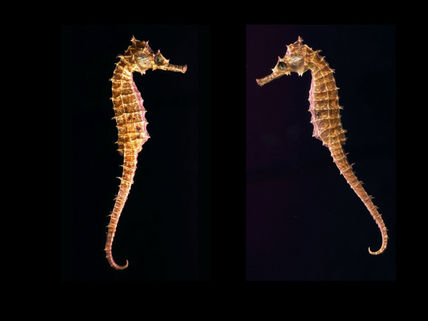 Caballitos