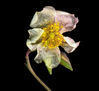 flor sencilla