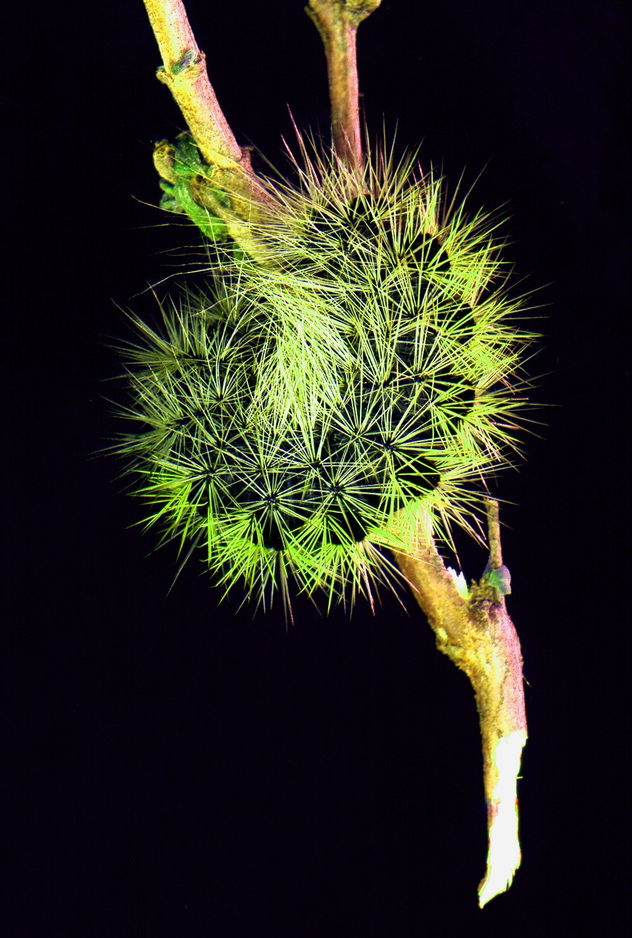 gusano espiral