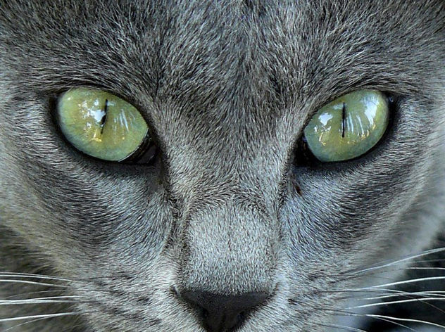 ojos