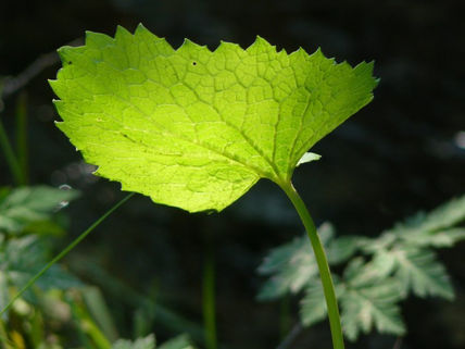 Espejismo verde