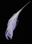 pluma