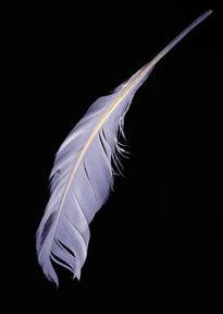 Pluma