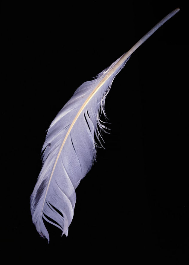 pluma
