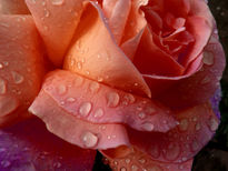Rosa abierta