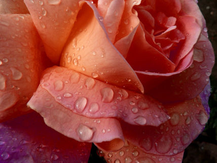 Rosa abierta