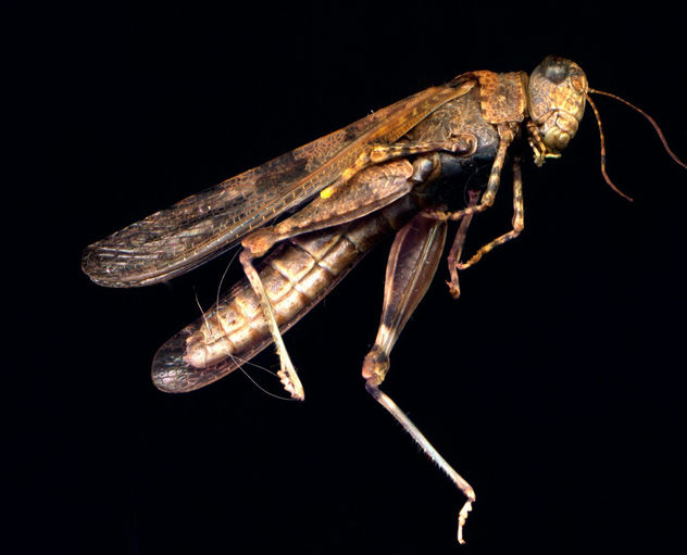salta negro