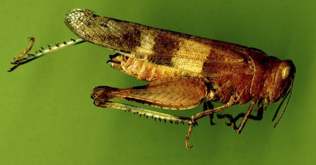 salta verde