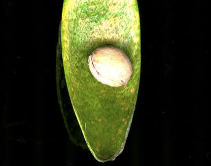 Tu semilla