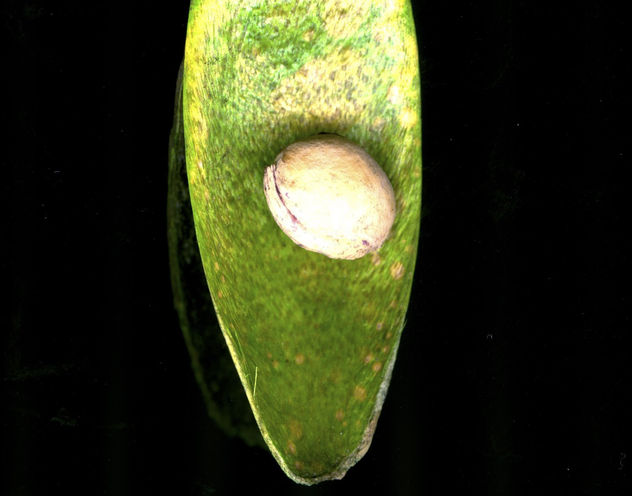 tu semilla
