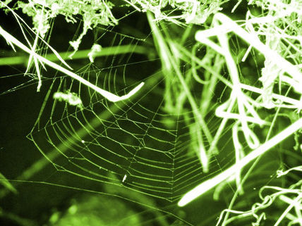 Telaraña