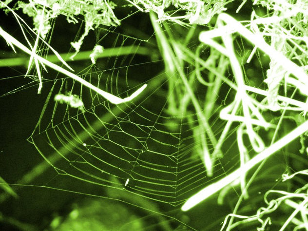 telaraña