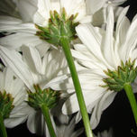 flores. thumbnail 2