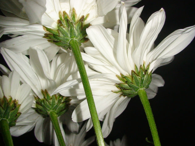 flor3