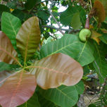 frutas. thumbnail 2