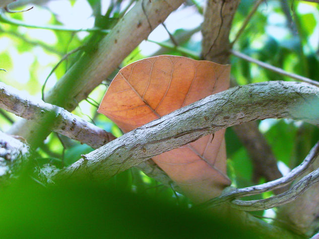 la hoja. 