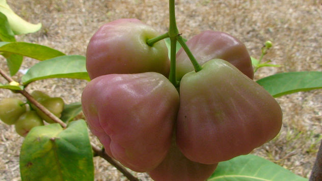 fruto