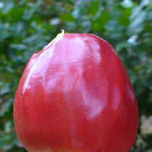frutas. thumbnail 1