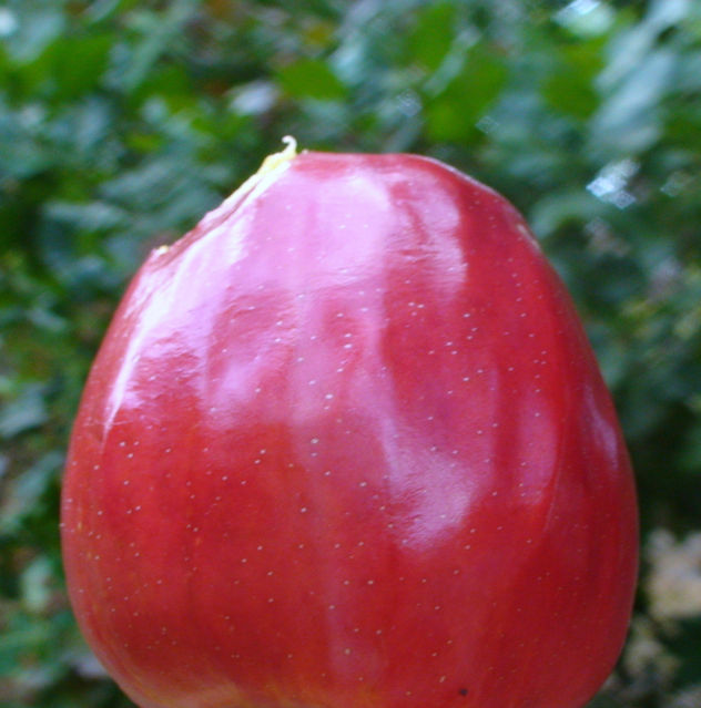 maraño4.