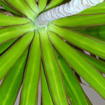 verde. thumbnail 1