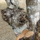 árbol. thumbnail 2