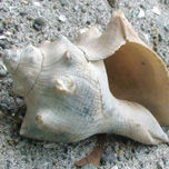 el mar. thumbnail 1